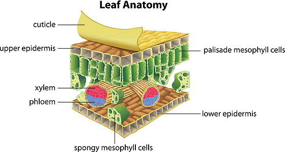 lea的结构韧皮部表皮气孔科学叶绿素标签树叶生物警卫木质素图片