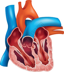 心脏截面图片