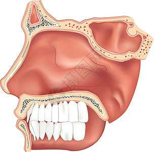 鼻腔解剖学骨头鼻子空腔颅骨鼻音鼻咽部食管鼻甲空气图片