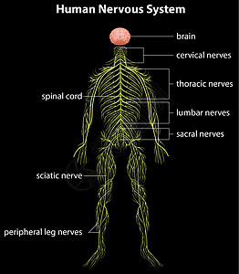 人体神经系统科学网络解剖学药品系统计算机男性脊柱艺术品生物学图片