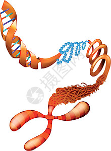 DNA染色体图片