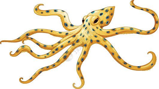 蓝环章鱼海洋软体草图戒指科学图表斑点生物动物绘画图片