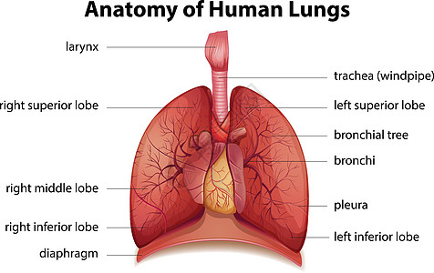 人体呼吸系统气管医疗解剖学生物学生物身体管道技术图表器官图片
