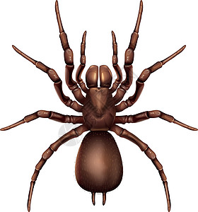 悉尼漏斗网蜘蛛科学图表棕色毒液蓝色意义手指状绘画插图李子图片