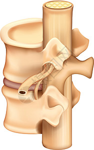椎骨图片