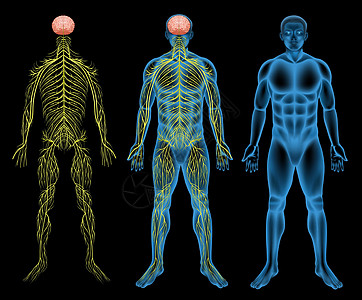 男性神经系统图片
