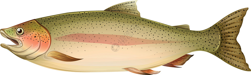 棕鳟意义鳟鱼棕色草图生物图表海洋鲑鱼教育钓鱼图片