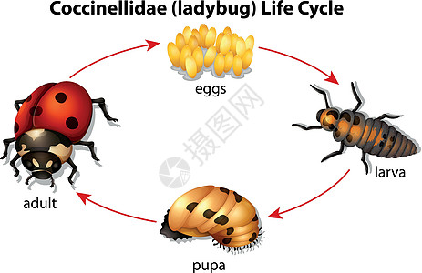 立体虫绘画生物学昆虫学成人生活动物学藻类昆虫动物生物图片