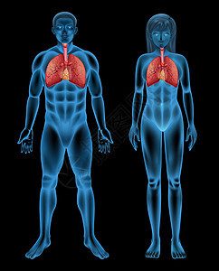 呼吸系统支气管呼吸肌交换哮喘气管舌头支气管炎高血压科学会厌图片