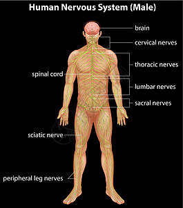 人体神经系统药品生物学器官计算机网络科学男性解剖学医疗灯丝图片
