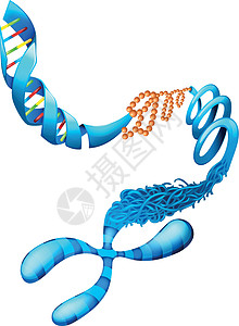 脱氧核糖核酸生物学科学化学药品克隆嘌呤螺旋生物生活顺序图片