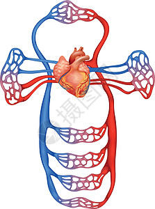 循环系统动脉腹腔小隐绘画肺循环性腺脊椎肾脏二氧化碳细胞背景图片