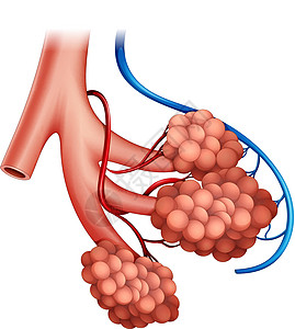 人体肺泡支气管插图绘画衬垫解剖学组织空腔交换空气图表图片