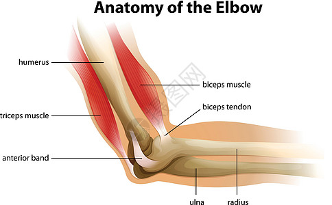 人体肘关节解剖图片
