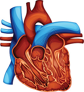 人类的心脏氧化心包动脉中庭器官肌肉静脉蓝色有氧运动阀门图片