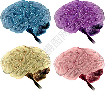 人脑推理丘脑中脑垂体额叶哺乳动物脑化髓质蓝斑思维图片