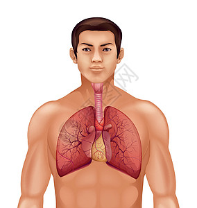 人体呼吸系统科学呼吸道会厌交换呼吸肌隔膜支气管炎舌头鼻腔绘画图片