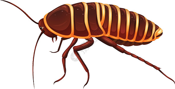 巨型蟑螂  Anamesi生物学棕色腹部蠓科艺术漏洞触角条纹下颌骨失忆症图片