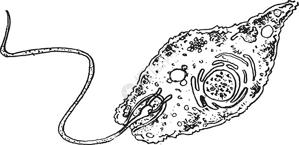 尤伦单细胞绘画动物意义草图科学液泡图表异养趋光性图片