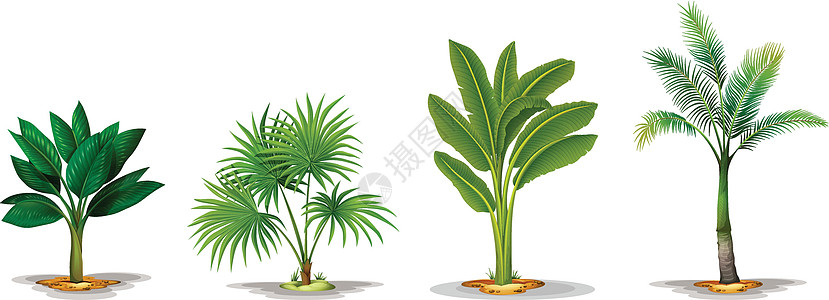不同的树热带雨林树叶单子灌木科学生长沙漠绘画白色植物学图片
