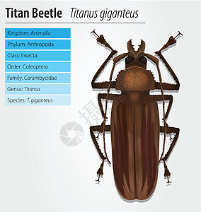 泰坦甲虫野生动物标本科学触角生物生物学巨神动物荒野腹部图片