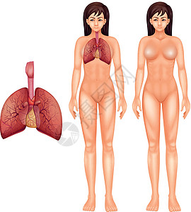 人体呼吸系统空气绳索气管健康胸部插图空腔身体药品组织图片
