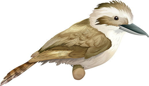 Kookaburra 光谱尾巴羽毛动物群翠鸟社会鲷科棕色形目动物空气图片