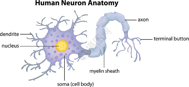 人体神经元解剖图片