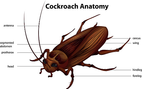 蟑螂解剖学图片