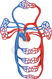 循环系统毛细血管静脉颈动脉小隐细胞肺循环主动脉心血管腘窝二氧化碳图片