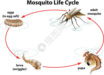 蚊子的生命周期成人亚科胸部害虫幼虫宋体昆虫天线蚊科生物学图片