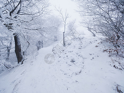 山坡上冬季黑暗和迷雾的林地 在森林中消融下雪的道路木头大雾小路树木爬坡农村阴影衬套森林远足图片