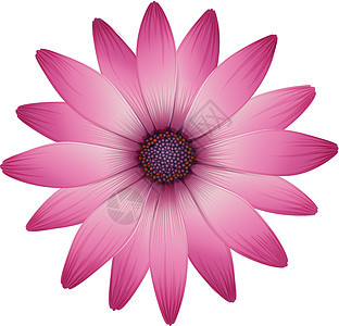 一朵粉红色花瓣的花图片