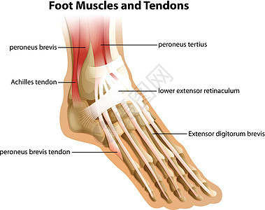 足部肌肉和肌腱图片