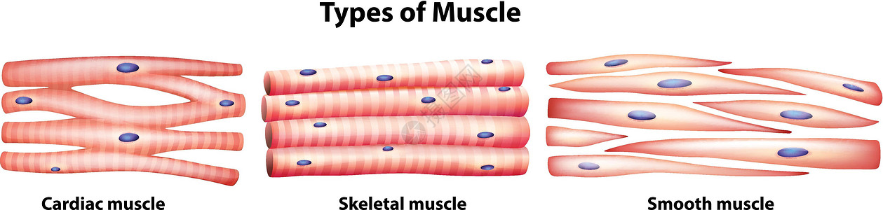 肌肉的种类细胞细胞核内脏心房肌电缆心肌科学运动单元条纹图片