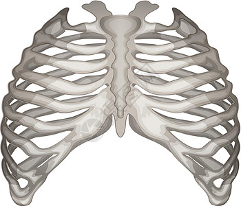 带子笼笼胸带骨头静脉胸廓结构锁骨胸骨角绘画白色人体图片