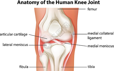 人体膝关节解剖图片