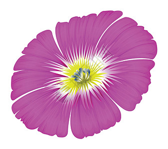紫花朵绘画药品异交风格自拍孢子囊环境配子体被子薰衣草图片