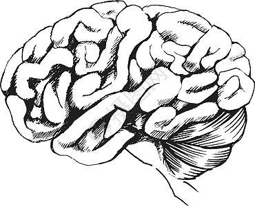 人脑解剖学细胞生活纸巾控制器官听觉半球白色科学图片