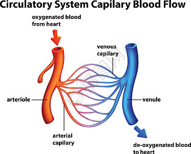 循环系统 - 毛细血管血流图片