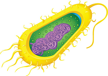 细菌细胞胶囊生物学鞭毛染色体微生物公克显微镜药品保健感染图片