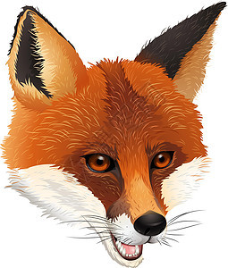 佛虎尾哺乳捕食者头骨意义动物警报红狐科学犬科图片