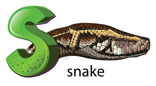 字母 S 代表蛇蛇蝎动物蜥脚类羊膜脊椎动物鳞目大写首都小号辅音图片