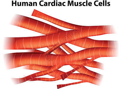 人心肌细胞图片