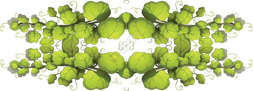 绿叶植物装饰品光合作用多叶气孔绿色叶子血管资源器官绿色植物图片