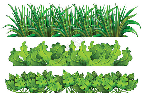 不同的植物多叶进化枝花色住宅花盆杂草白色叶子心形植物学图片