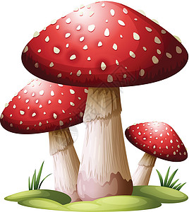 红蘑菇马勃毒菌木耳菌目植物学绘画菌盖毛孔菌体薄片图片