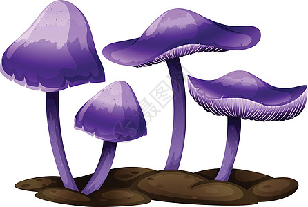紫蘑菇菌目毒菌菌丝体马勃毛孔木耳植物学菌盖毒蝇科学图片