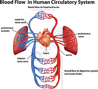 人体循环系统中的血流图片