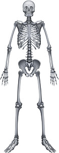 人体骨骼系统手杖骨盆胸骨指骨腕骨解剖学绘画颅骨生活肩胛骨图片